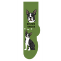 Boston Terrier