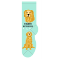Golden Retreiver