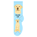 Yellow Lab